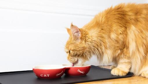 Hrana hipoalergenica pisici