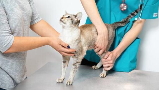 Alergia la pisici control pisica medic veterinar