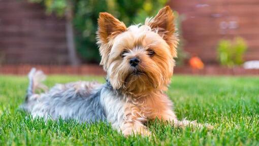Caine Yorkshire Terrier