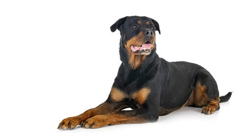 Câinele Rottweiler