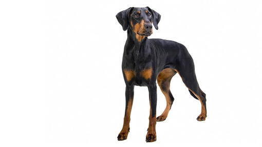 Câinele Dobermann