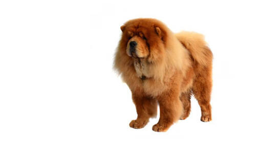 Chow chow