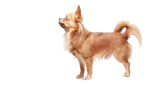 Chihuahua cu par lung