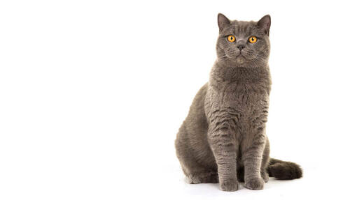 British shorthair