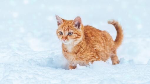 Pisica rezista la frig in zapada
