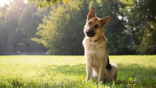 Câine Ciobănesc German