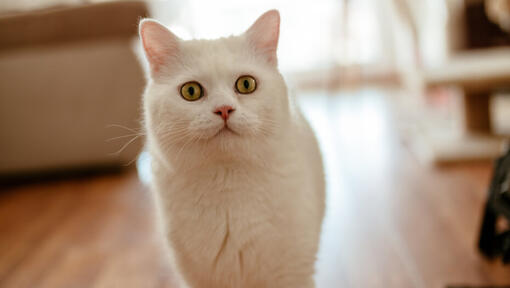 Nume pisică albă