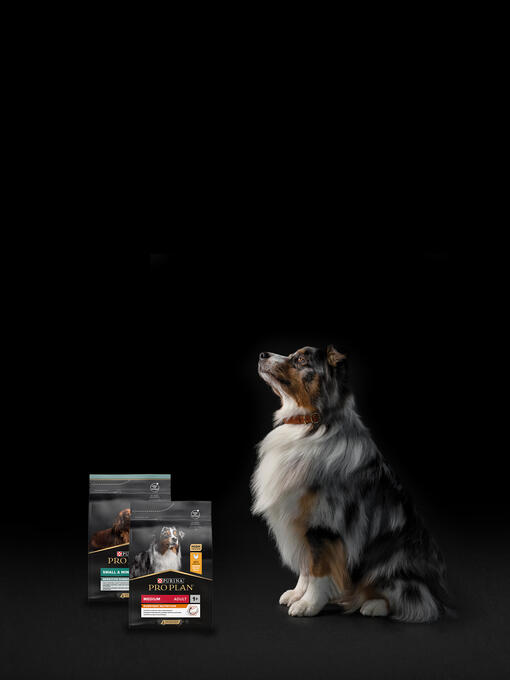 hero banner dog mobile