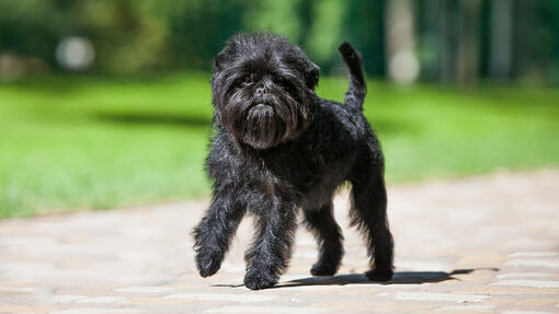 Câine Affenpinscher care se plimbă