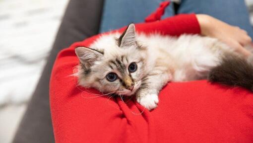 Pisicuță pufoasă și ușoară așezată pe blatul roșu al proprietarului