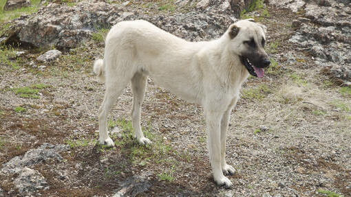 Caine Kangal in mediu rural