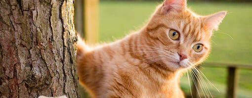 Ginger Cat alpinism un copac