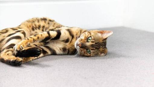 Pisica Bengal care se ghemuiește pe podea