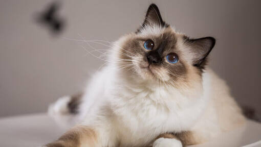  Pisica Ragdoll