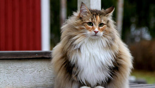 Pisica Maine Coon