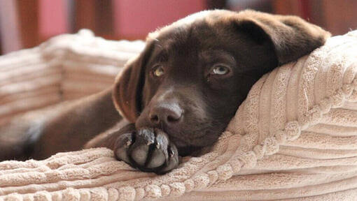 pui de labrador adormit