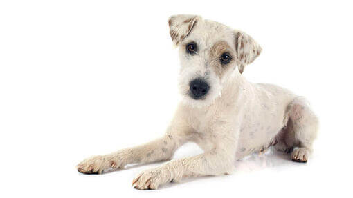 Jack russell terrier
