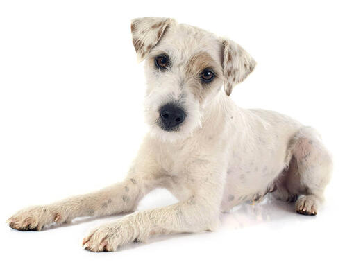 Jack russell terrier
