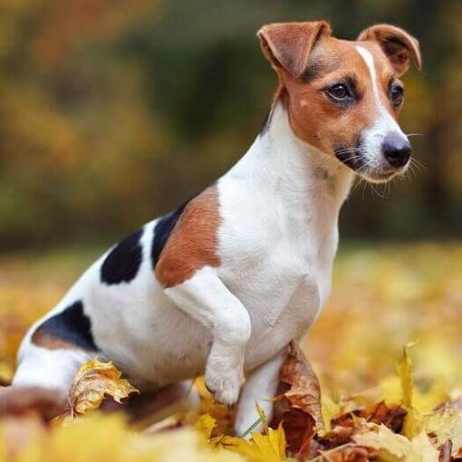 NEWEI Acryl Schlüsselanhänger Jack Russell Terrier – Niedlicher Hundecharm, Für Tasche & Schlüssel, 4,3 Cm