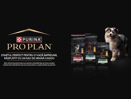 Campanie puppy start