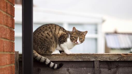 Pisica in calduri, pregatita pentru imperechere.