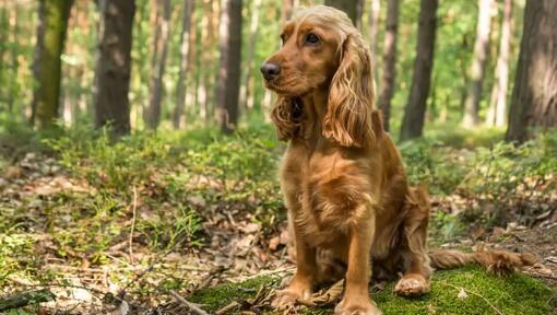 Cocker Spaniel Englez roan portocaliu.
