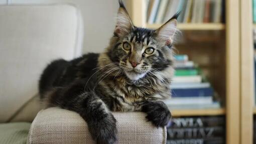 Una dintre cele mai mari rase de pisici – Maine Coon. 