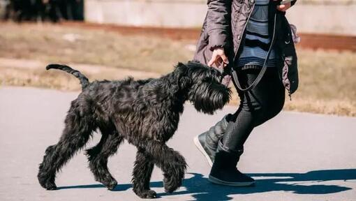 Schnauzer Urias dresat sa mearga la pas.  