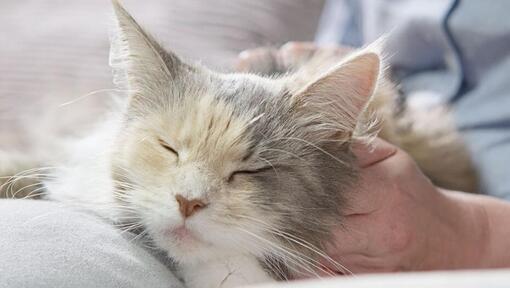 Pisica letargica din cauza infectiei cu fiv.