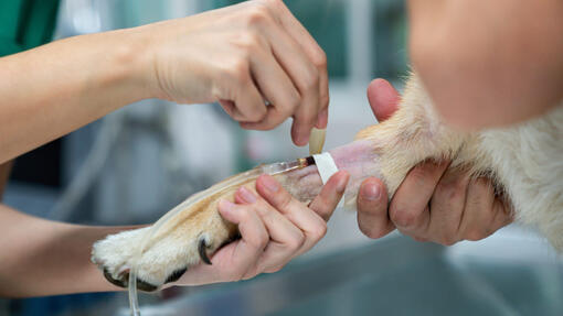 Xylitolul – toxic pentru caini.