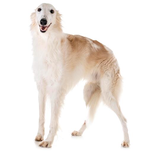Caine din rasa Borzoi de culoare crem.