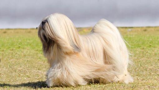 Lhasa Apso cu blana lunga, de culoare auriu-deschis.