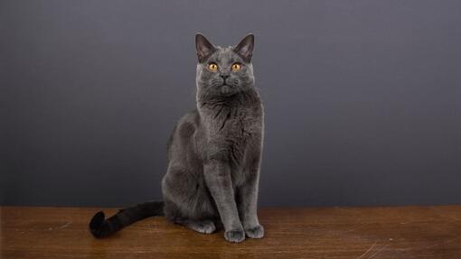 Pisica Chartreux cu blana gri si postura alerta