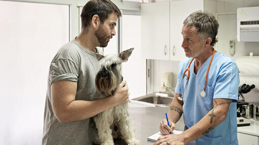 Caine dupa vaccin la veterinar