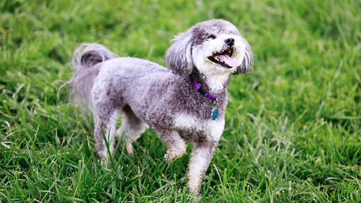 Caine Schnoodle alb cu pete gri, in iarba, in aer liber.