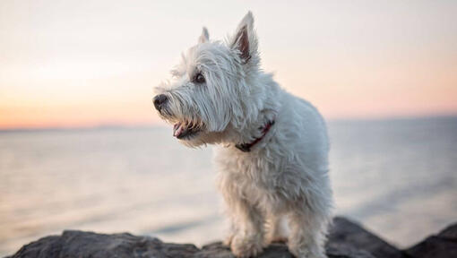 West Highland White Terrier in picioare, in aer liber, pe iarba