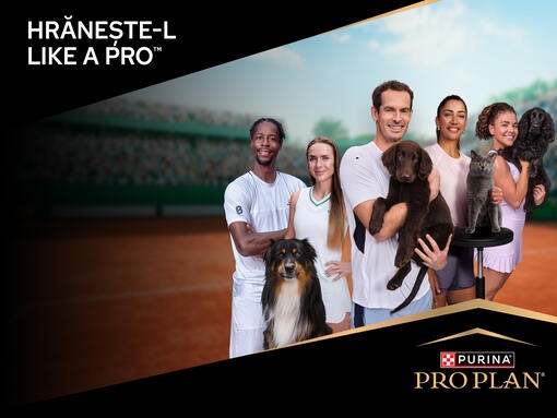 pro plan like a pro