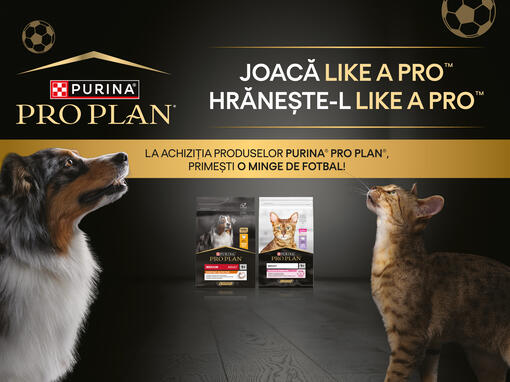 Pro Plan