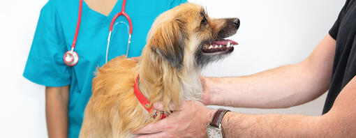 Catea gestanta la control veterinar