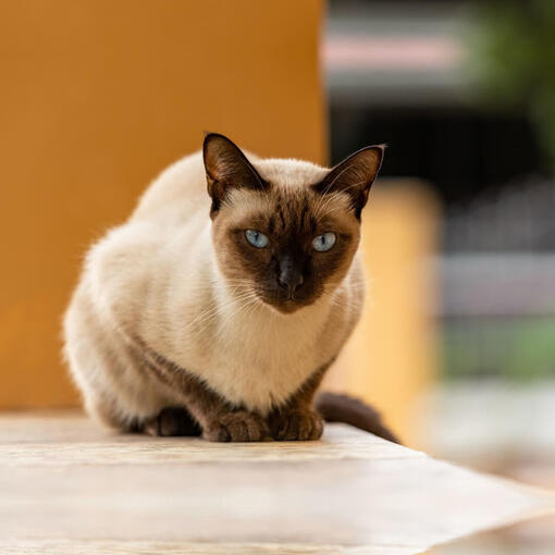 Pisica Thai cu blana colorpoint, asezata pe podea, cu urechi, bot, labute si coada mai inchise la culoare.