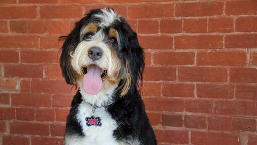 Caine Bernedoodle de talie medie spre mare.