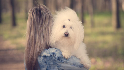 Bichon Bolognese alb tinut in brate