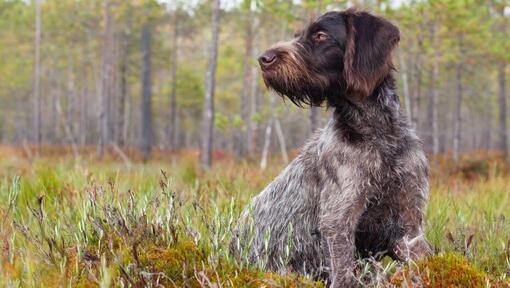 Caine German Wirehaired Pointer de talie medie spre mare.