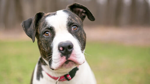 Caine Bulldog American cu blana scurta si aspect robust.