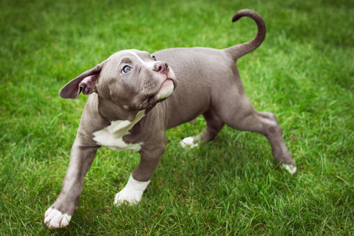 Bulldog American atent, cu piept puternic si constitutie atletica.