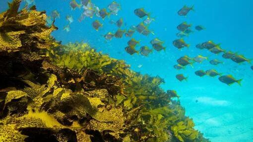 peste in mare2
