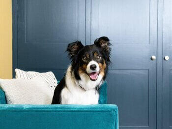 Dog panting on sofa Câine gâfâind pe canapea