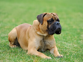 Bull dog on grass buldog în iarbă