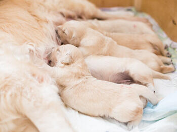 Puppies feeding mâncare pentru câini