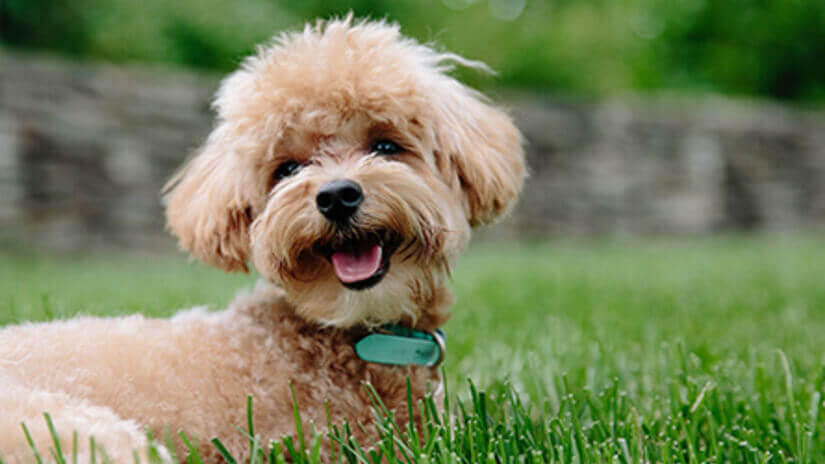 Purina ONE Dog Purina ONE Dog